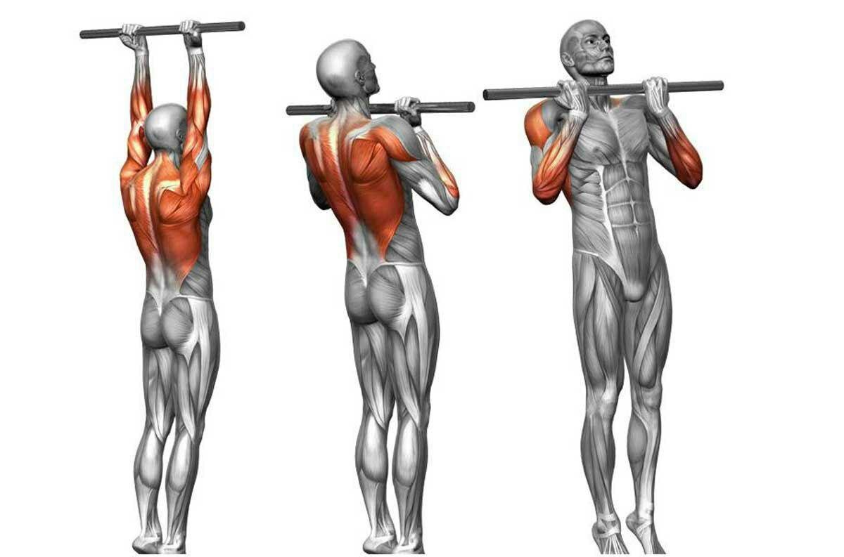 Подтягивания обратным хватом мышцы