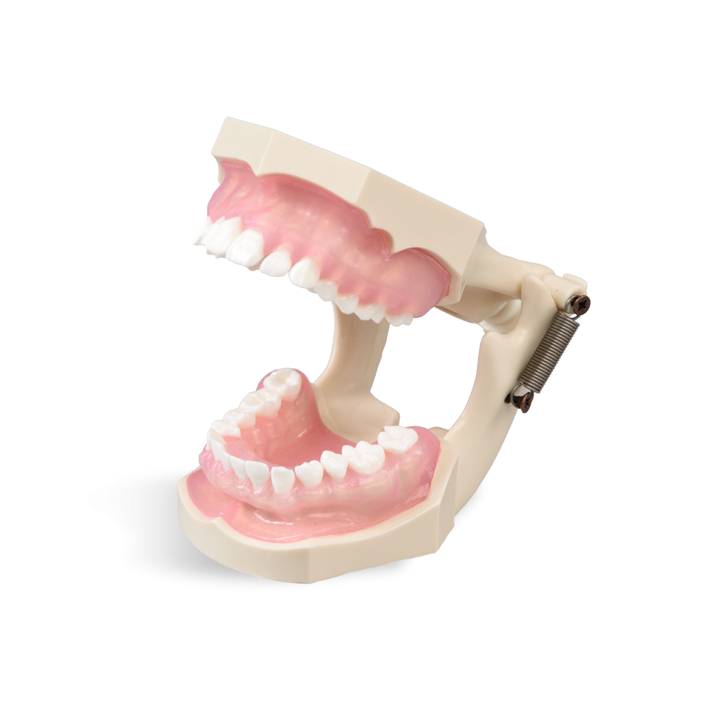 Муляж челюсти с зубами