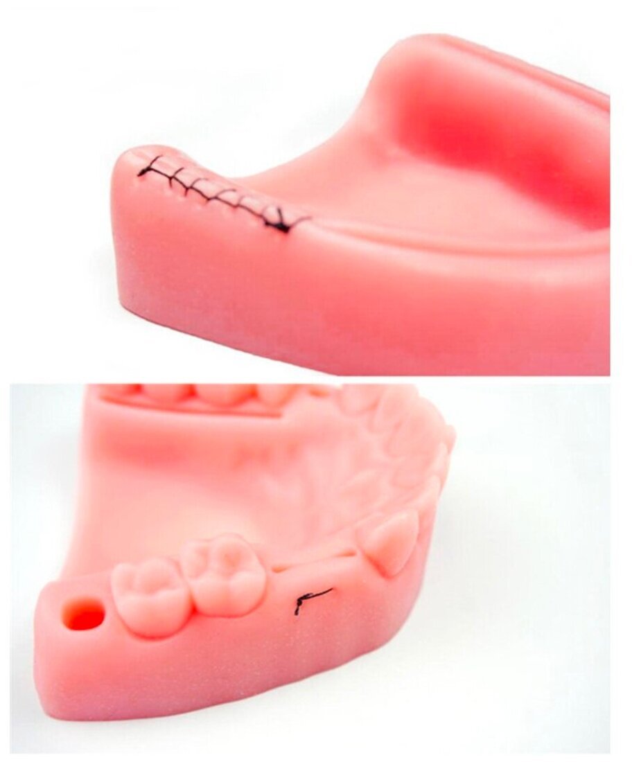 Учебная модель челюсти (Arma Dental study model ad-j 01)