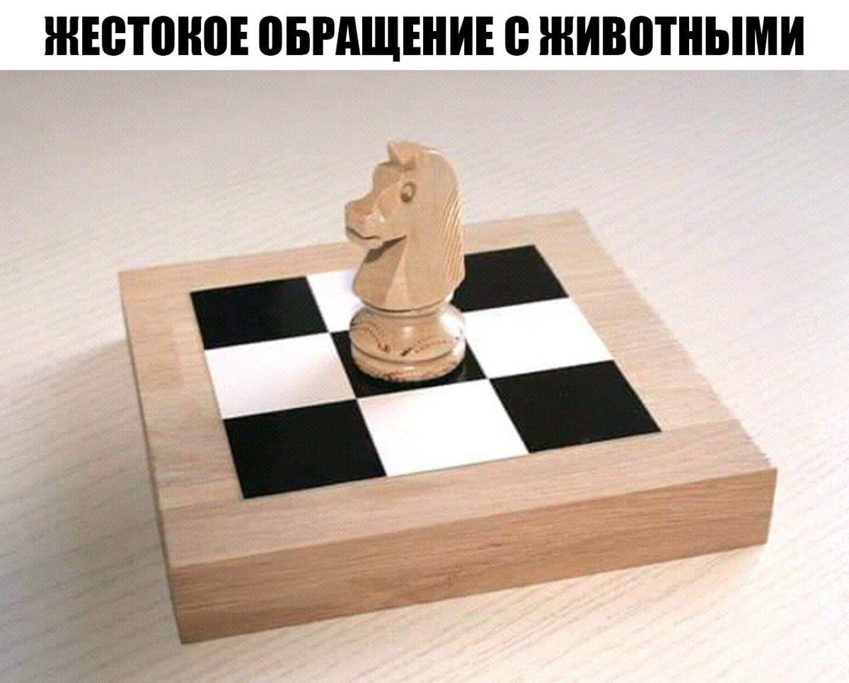 Шахматный конь смешной