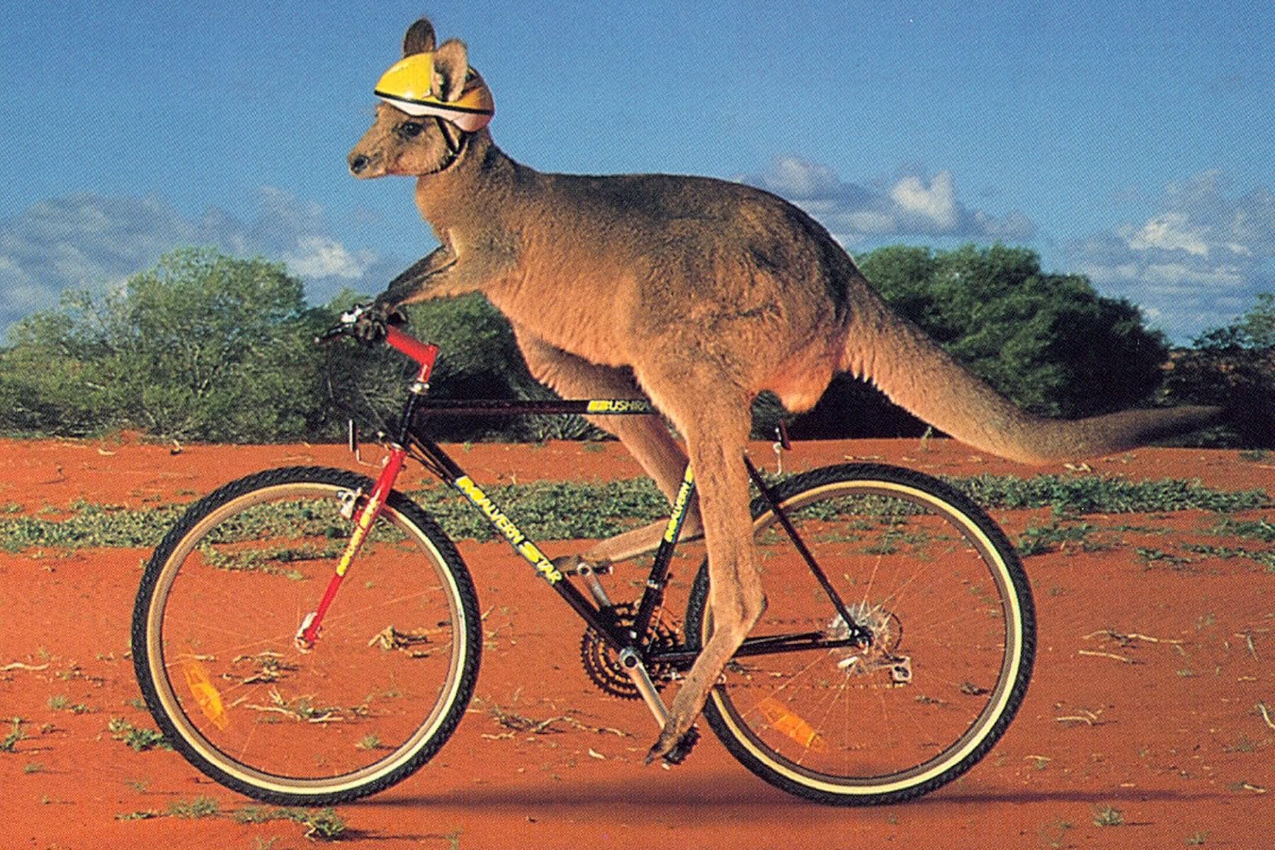Animal bikes. Животные катаются на велосипеде. Прикольные велосипеды. Смешные велосипеды. Смешной велосипедист.