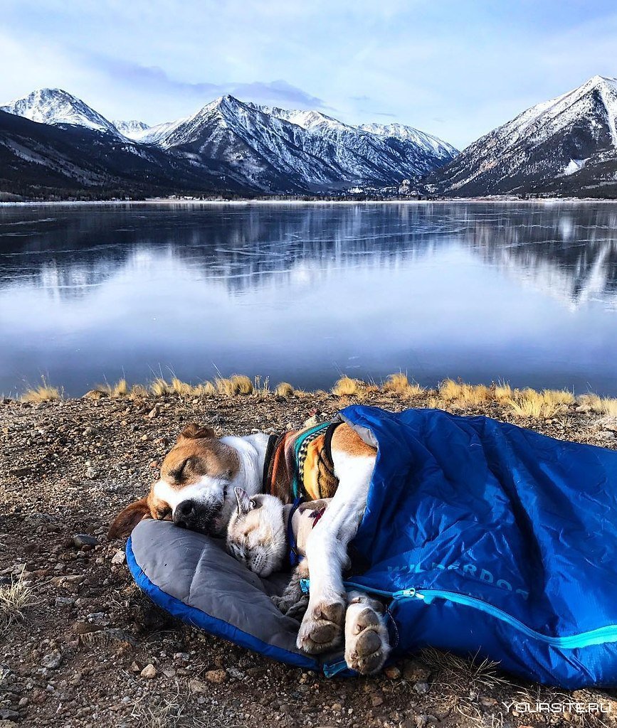 Кот балу и пес Генри путешественники