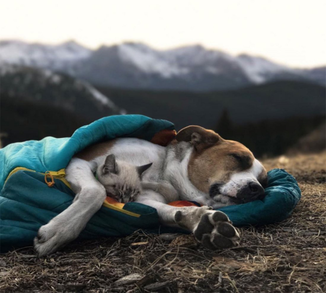 Пес Генри и кот балу