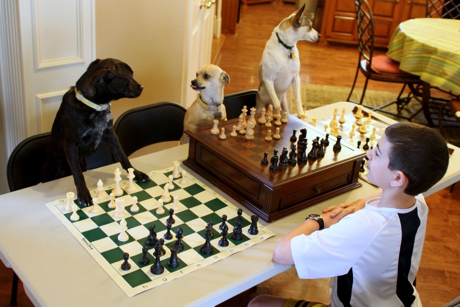 Игра в шахматы с друзьями. Бернард шахматы. Шахматы для детей. Собака и шахматы. Шахматы с животными.