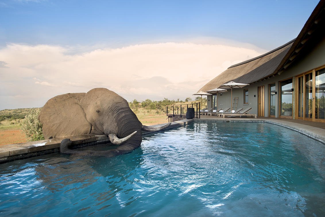 Бассейн Safari Lodge