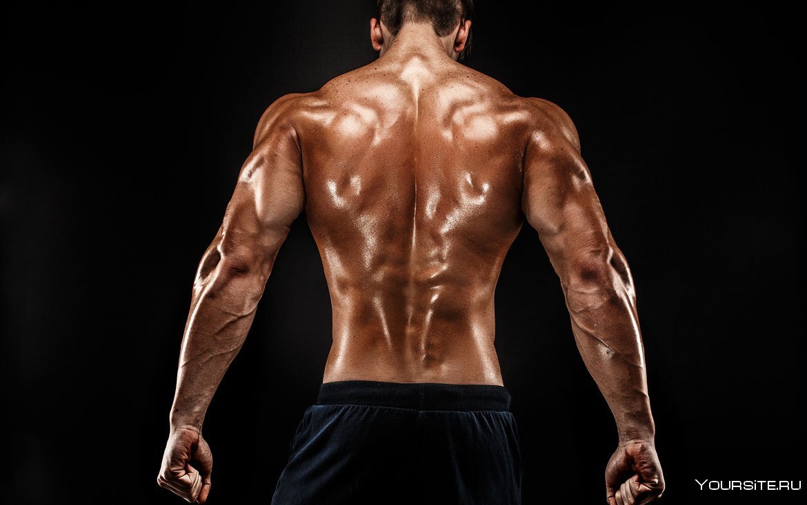 Мускулистое тело спина