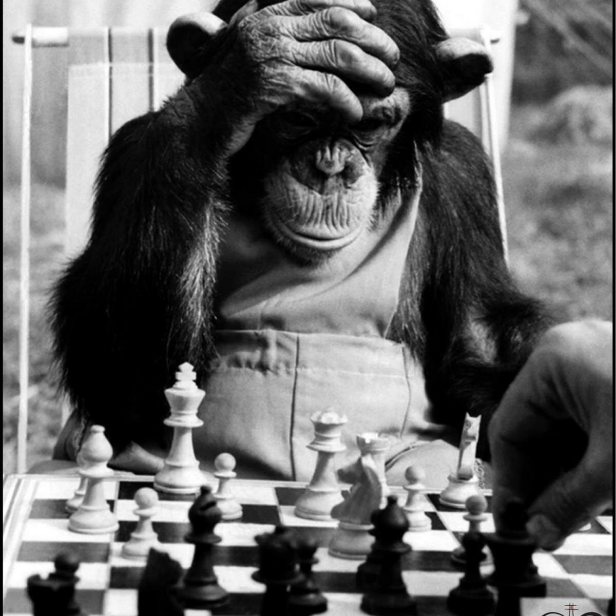 Шимпанзе играть. Обезьяна и шахматы. Обезьяна играет в шахматы. Обезьяна шахматист. Обезьяна за шахматами.