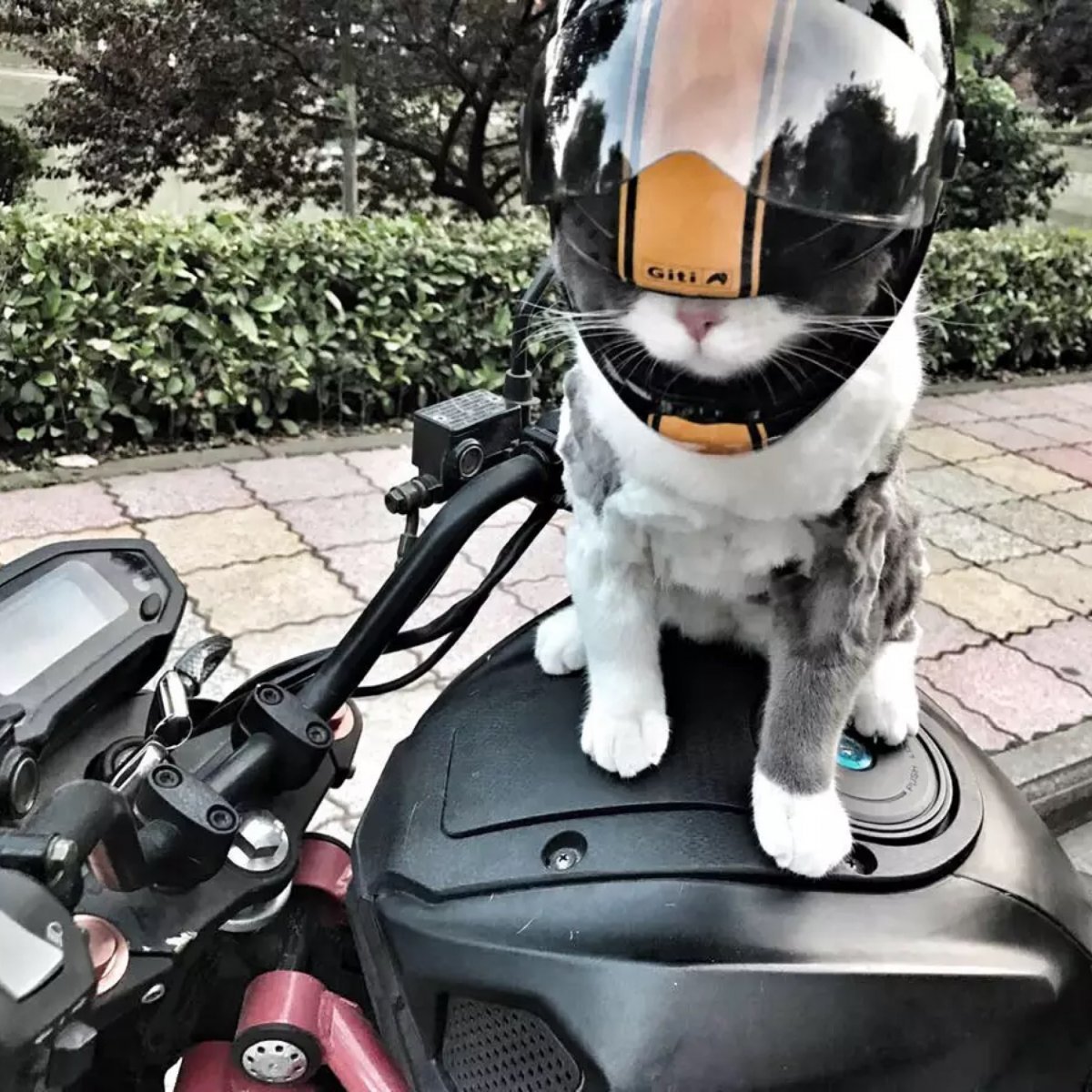 Мотоциклетный шлем для собак