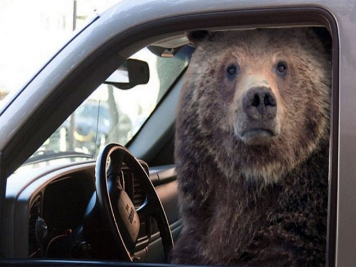 Автомобиль медведь