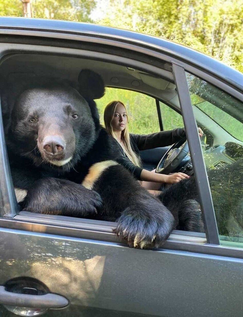 Медведь в машине