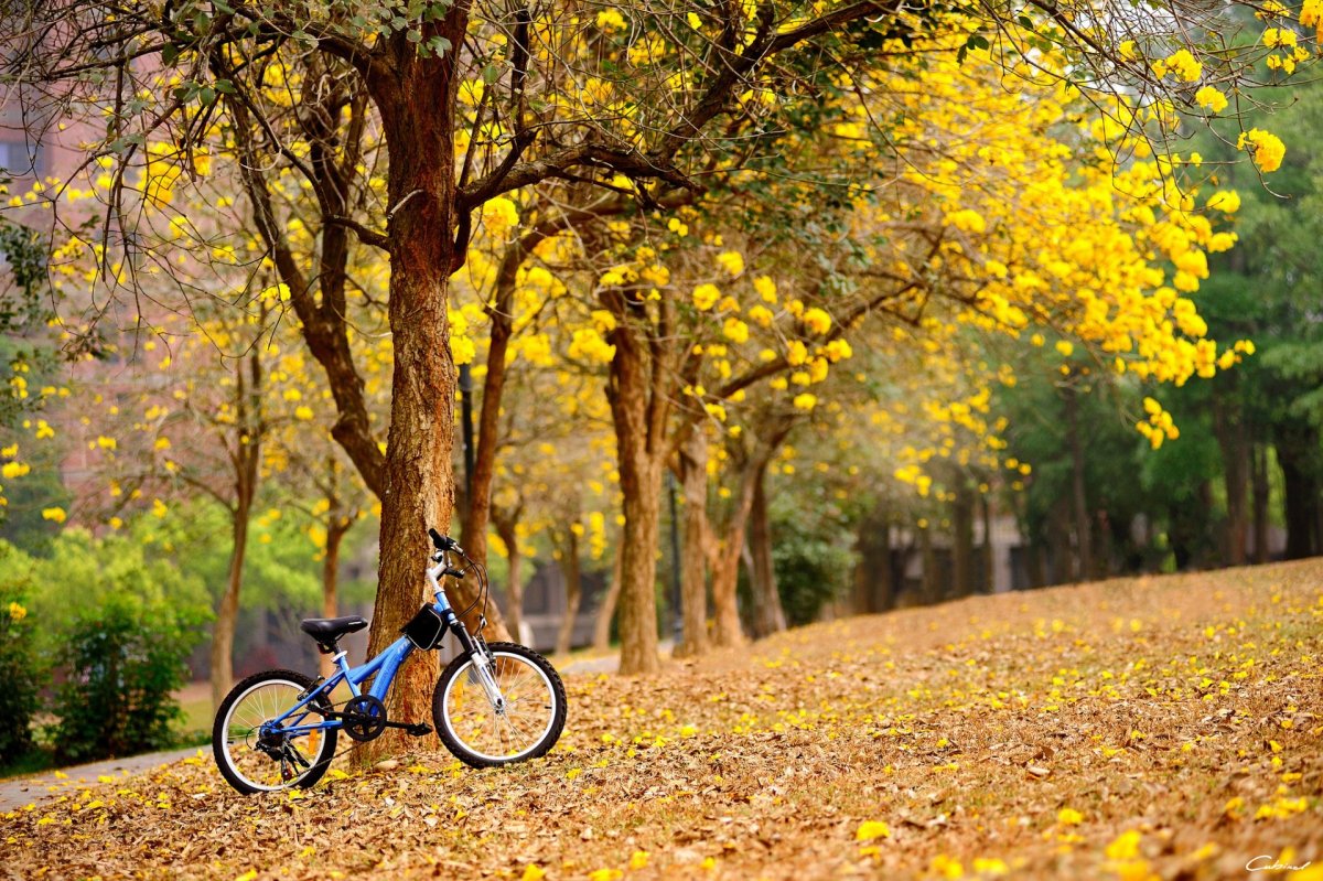 Велосипед осенью