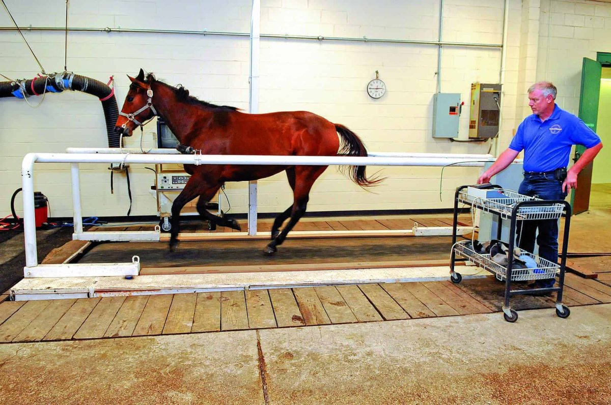 Equine Fluid Therapy
