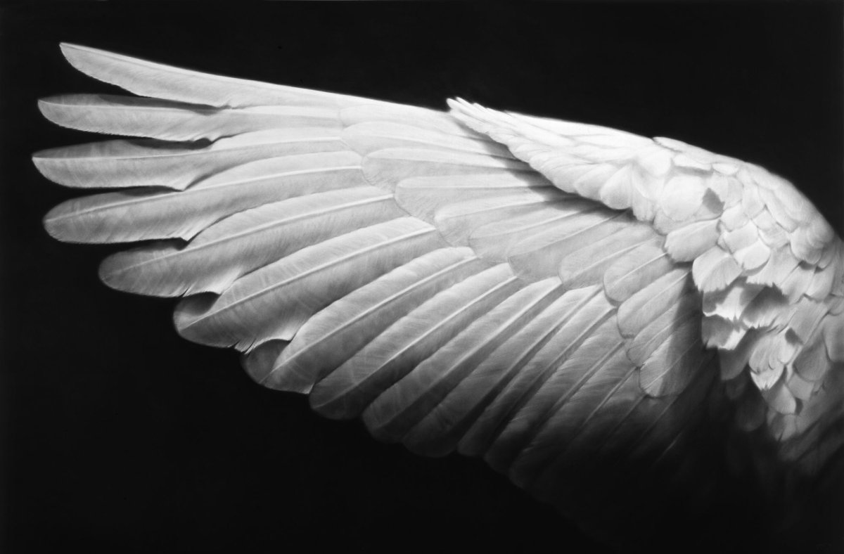 White Wing 1975 White Wing