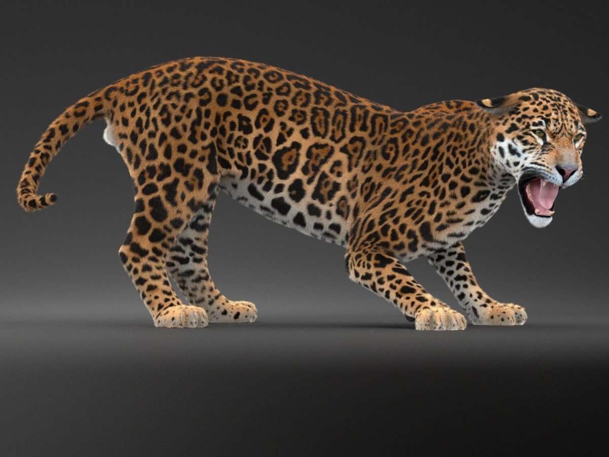 Panthera onca