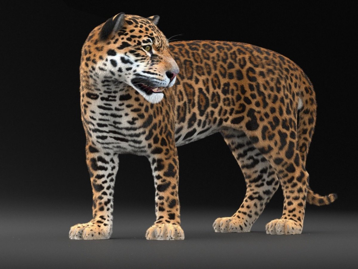 Калаш Panthera onca