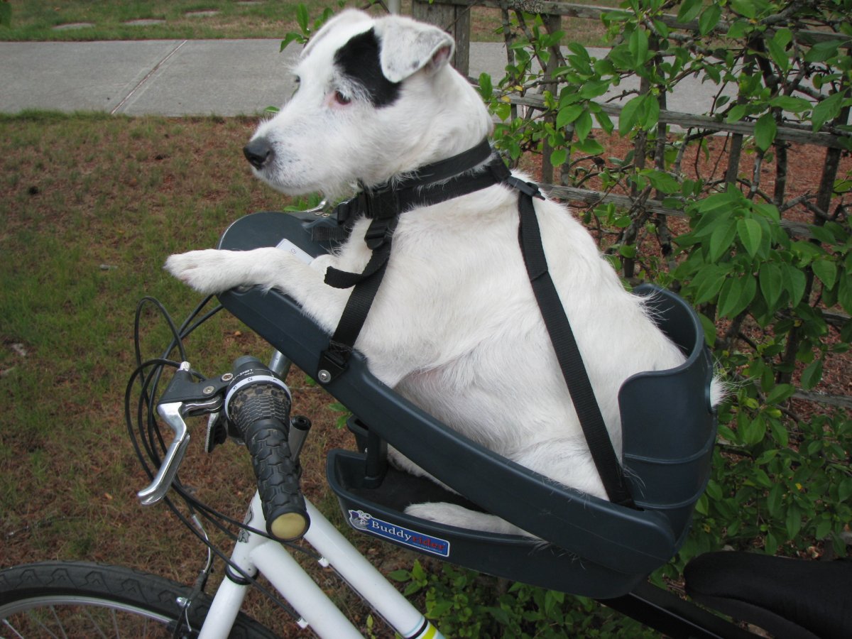 Buddy Rider кресло для собак