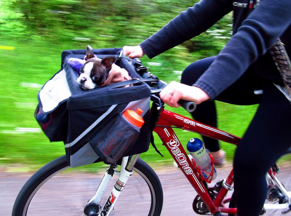 Велобагажник для собаки