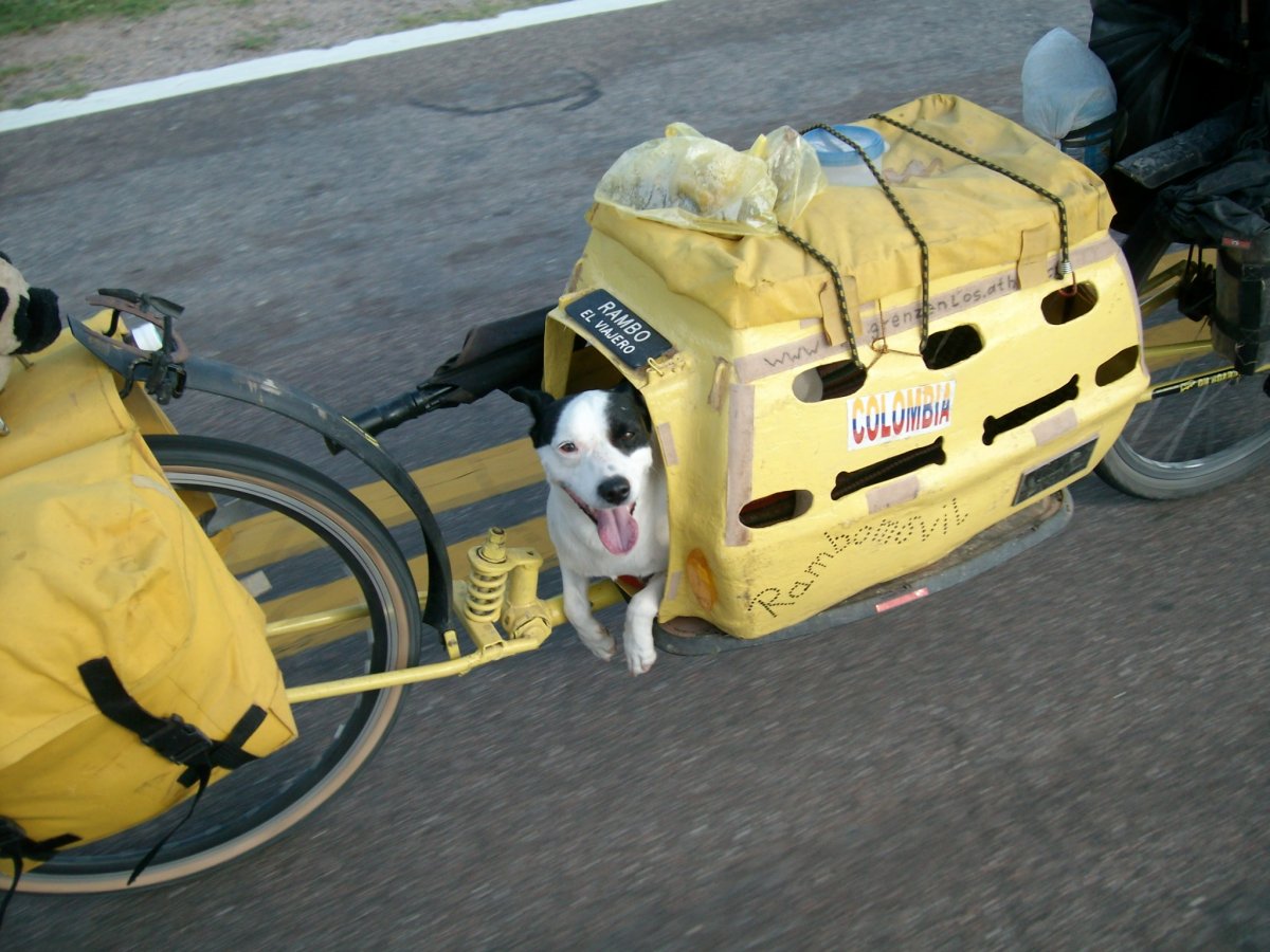 Перевозка собак на велосипеде