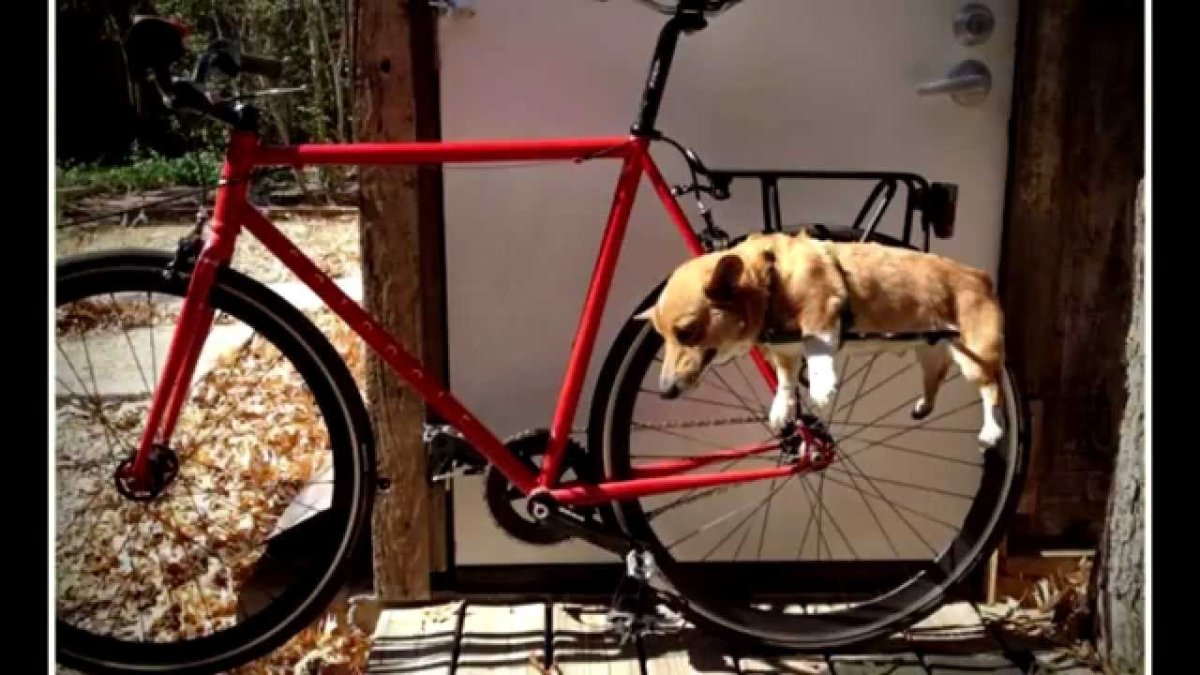 Собака на велосипеде