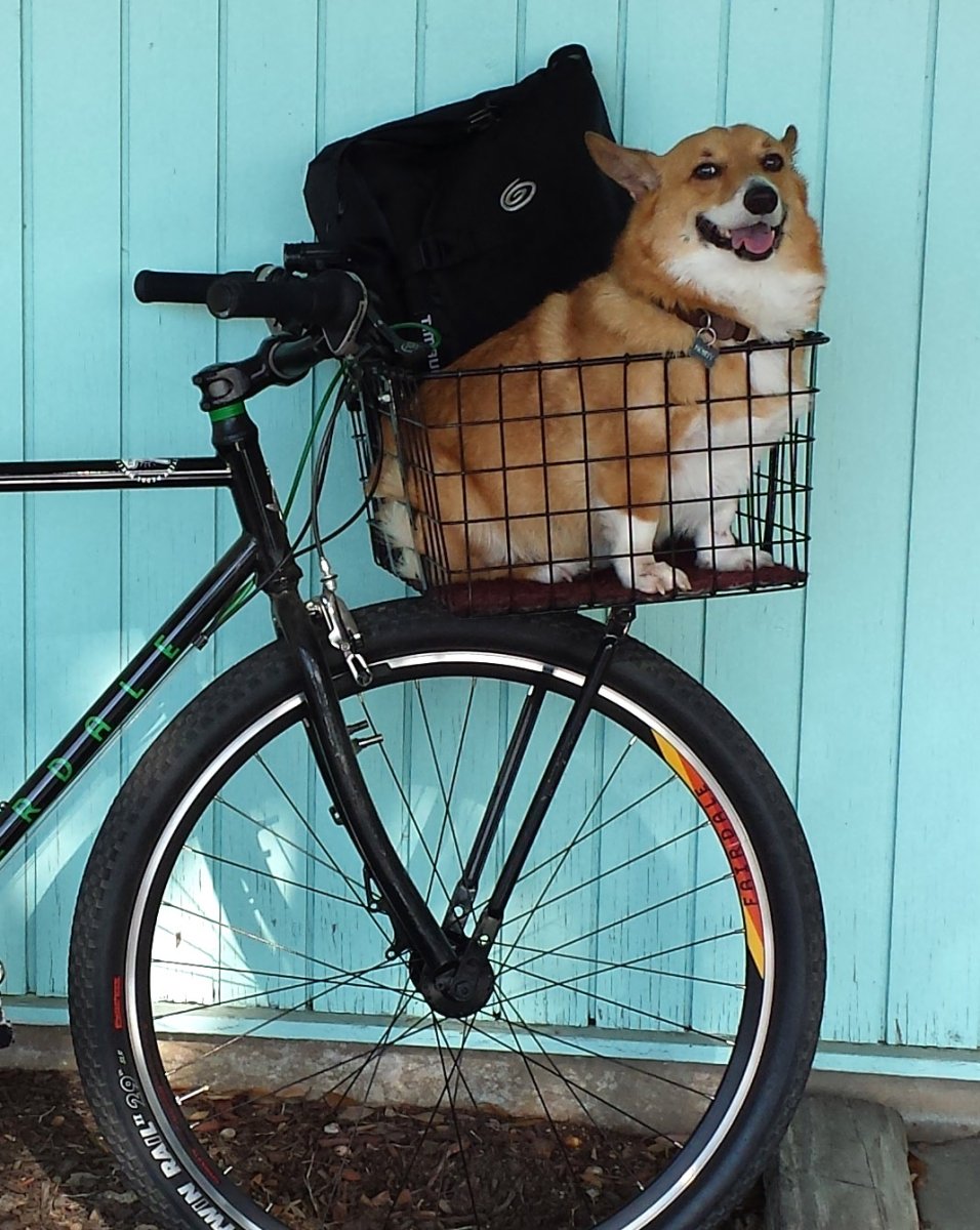 Велобагажник для собаки