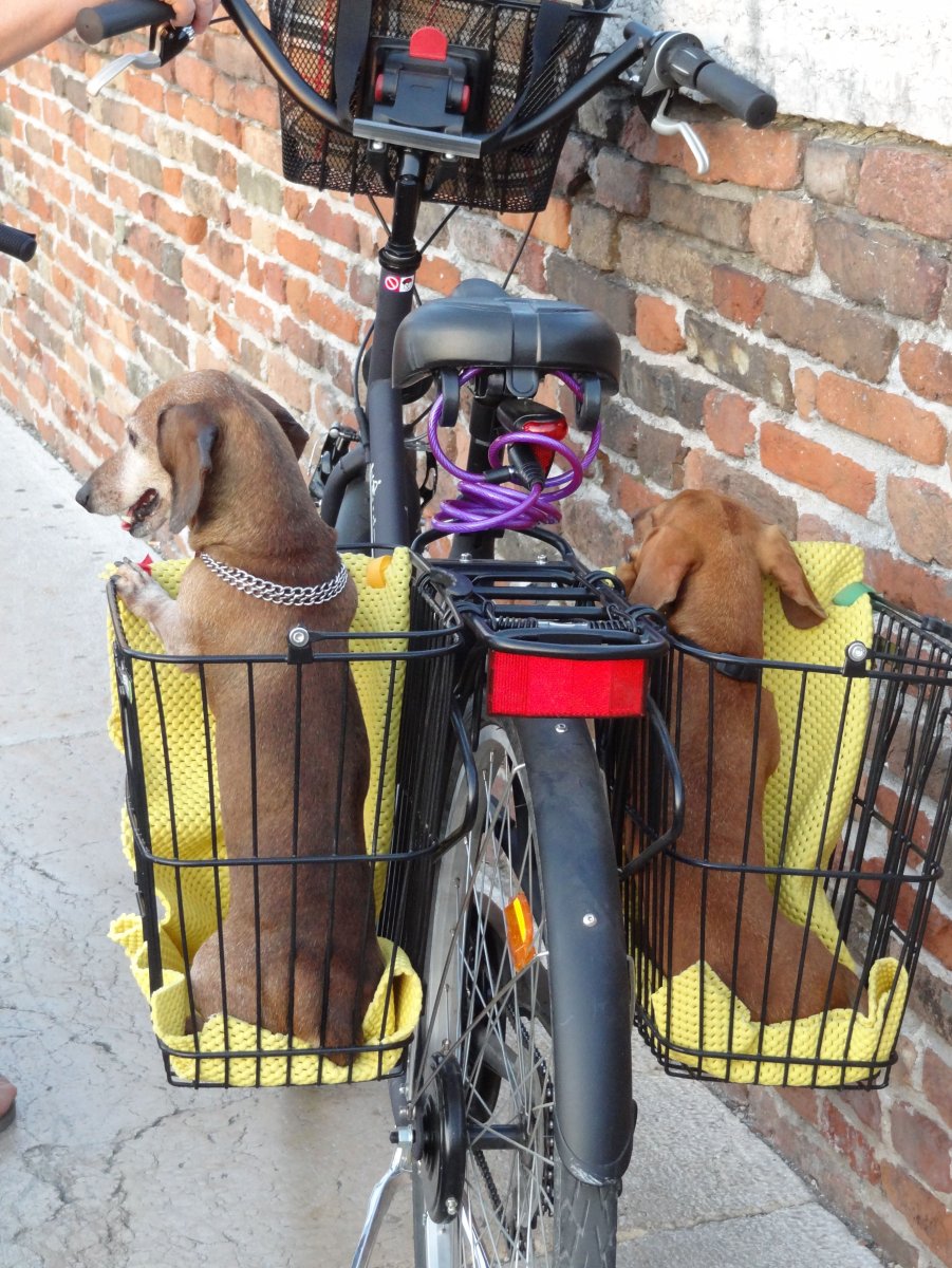 Корзина на велосипед для собак