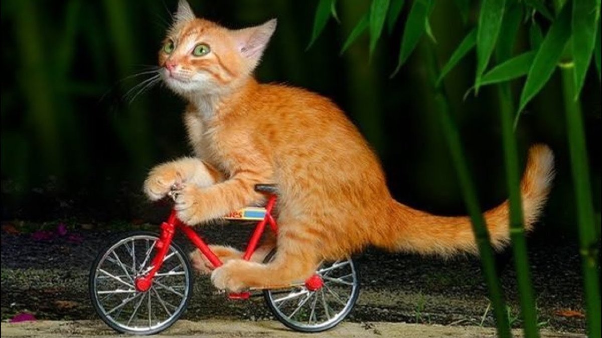 Котик на велосипеде