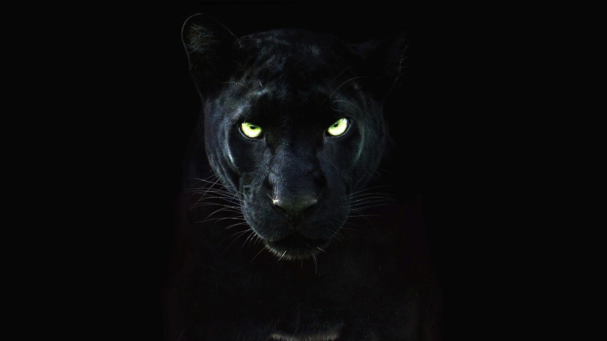 Черная пантера