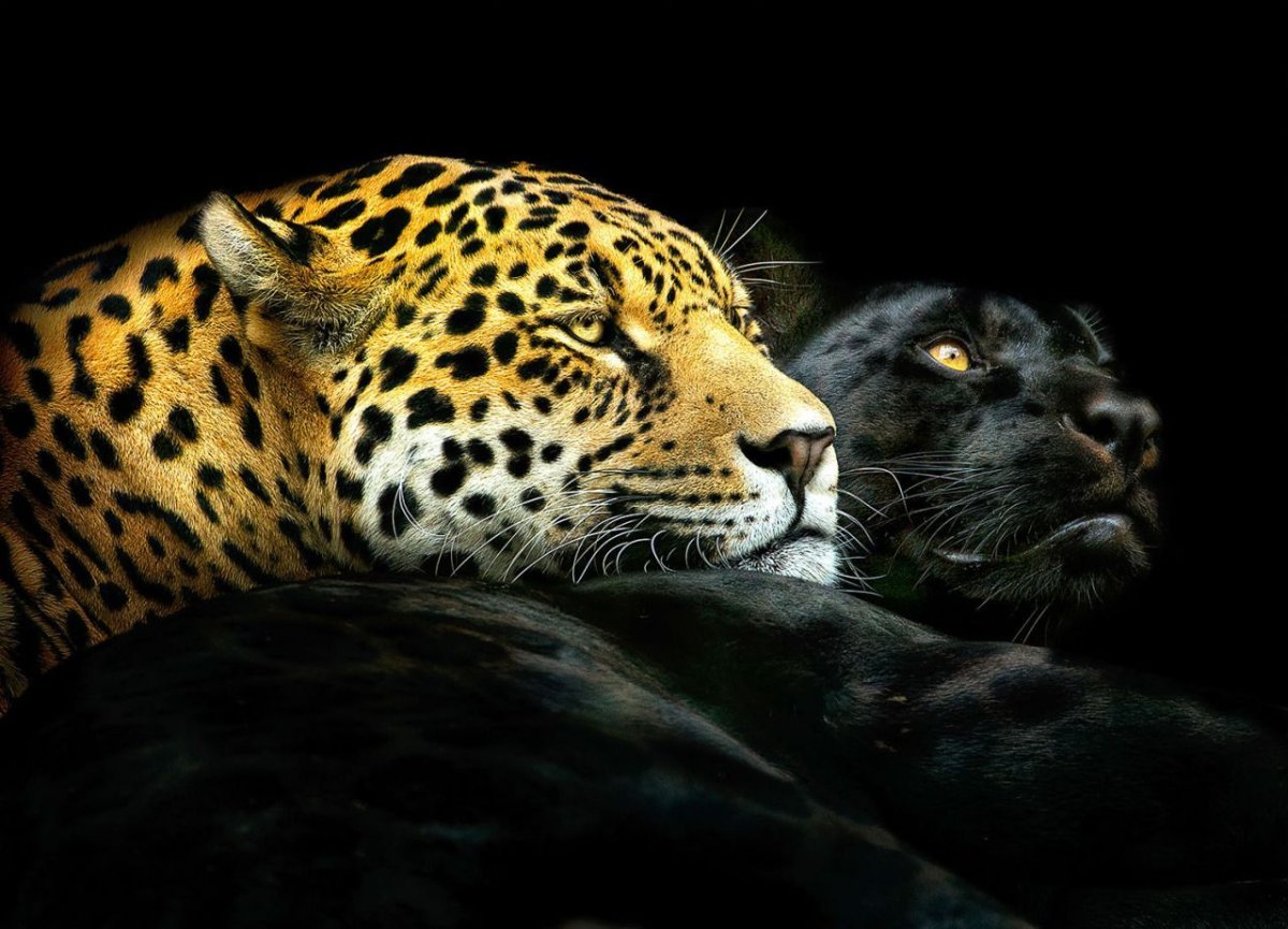 Леопард гепард пантера