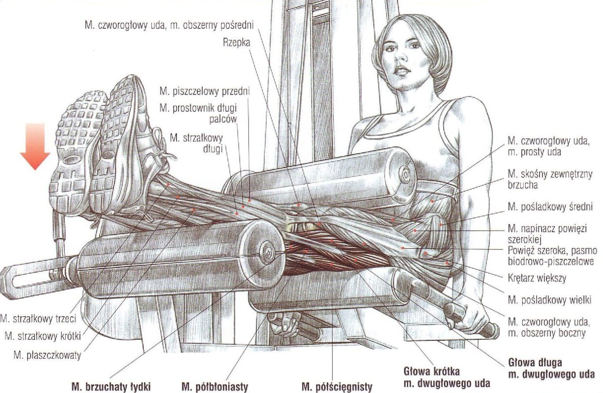 Разгибание ног в тренажере сидя схема