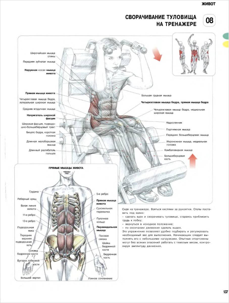 Атлас силовых упражнений Делавье