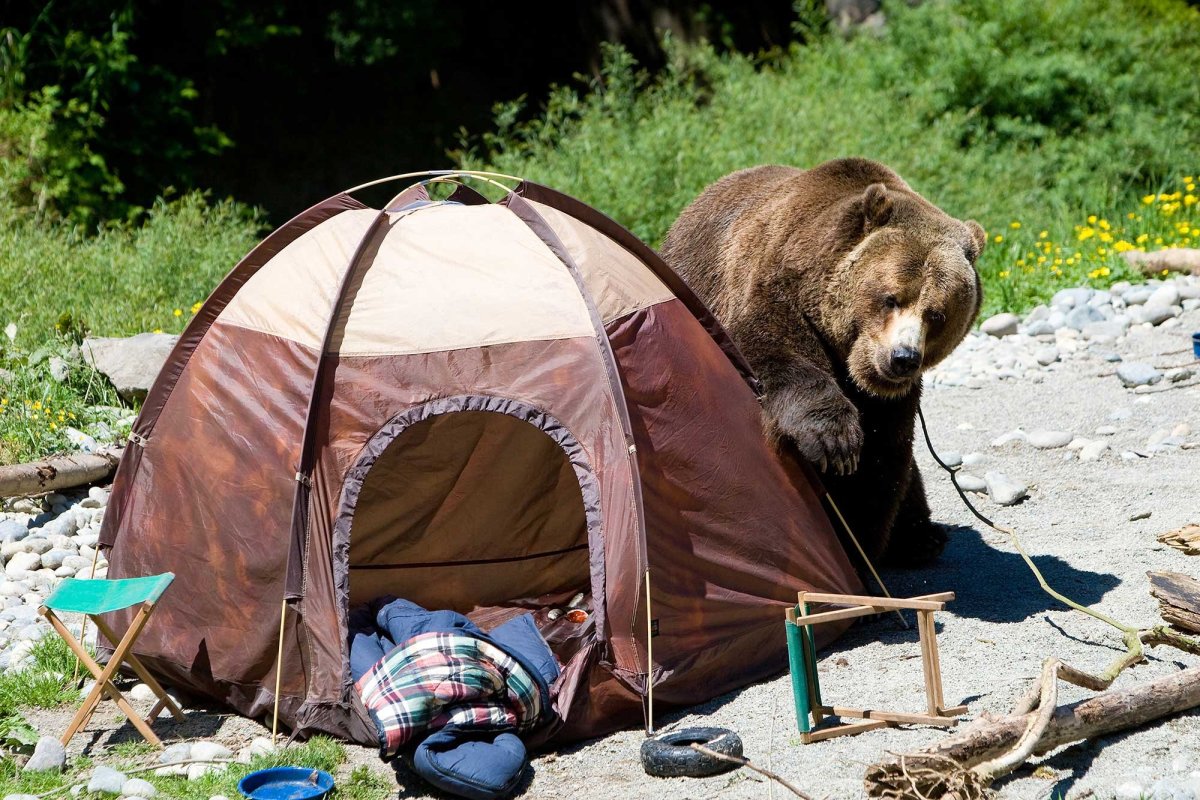 Туристы в палатках в лесу