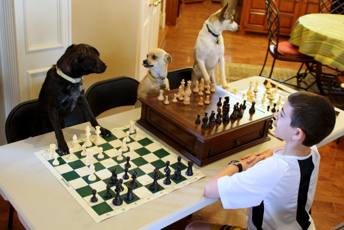 Собака и шахматы
