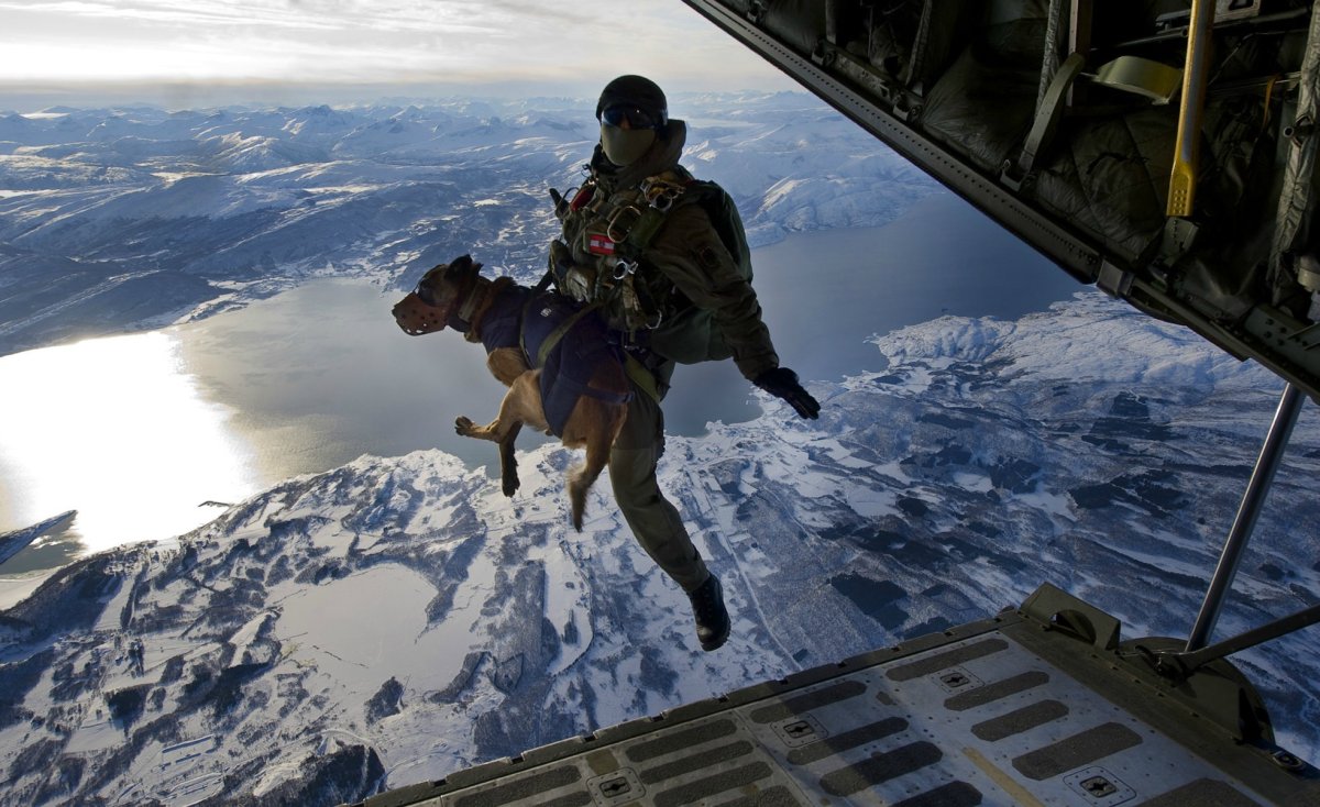 Собака прыгает с парашютом