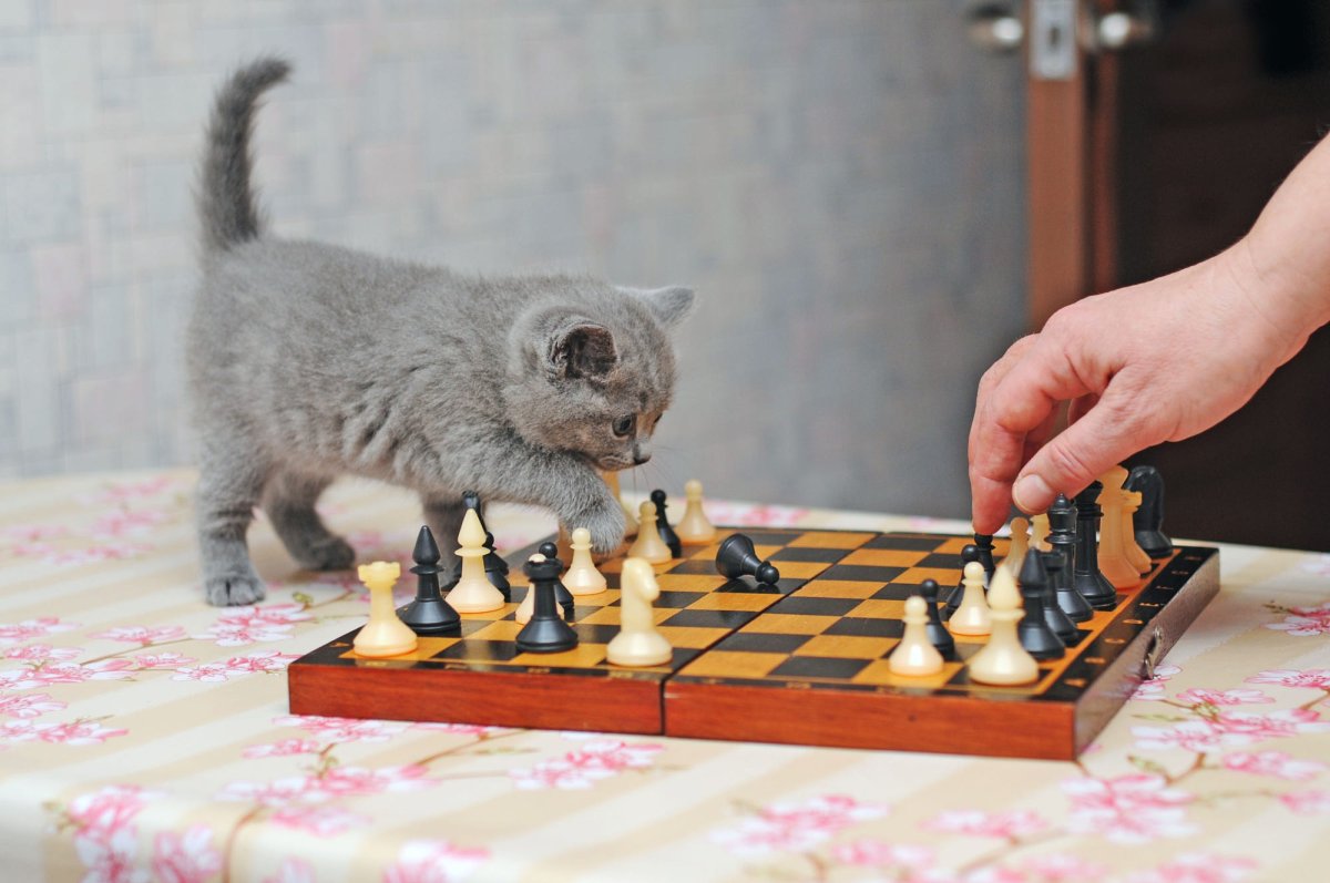 Котик шахматист