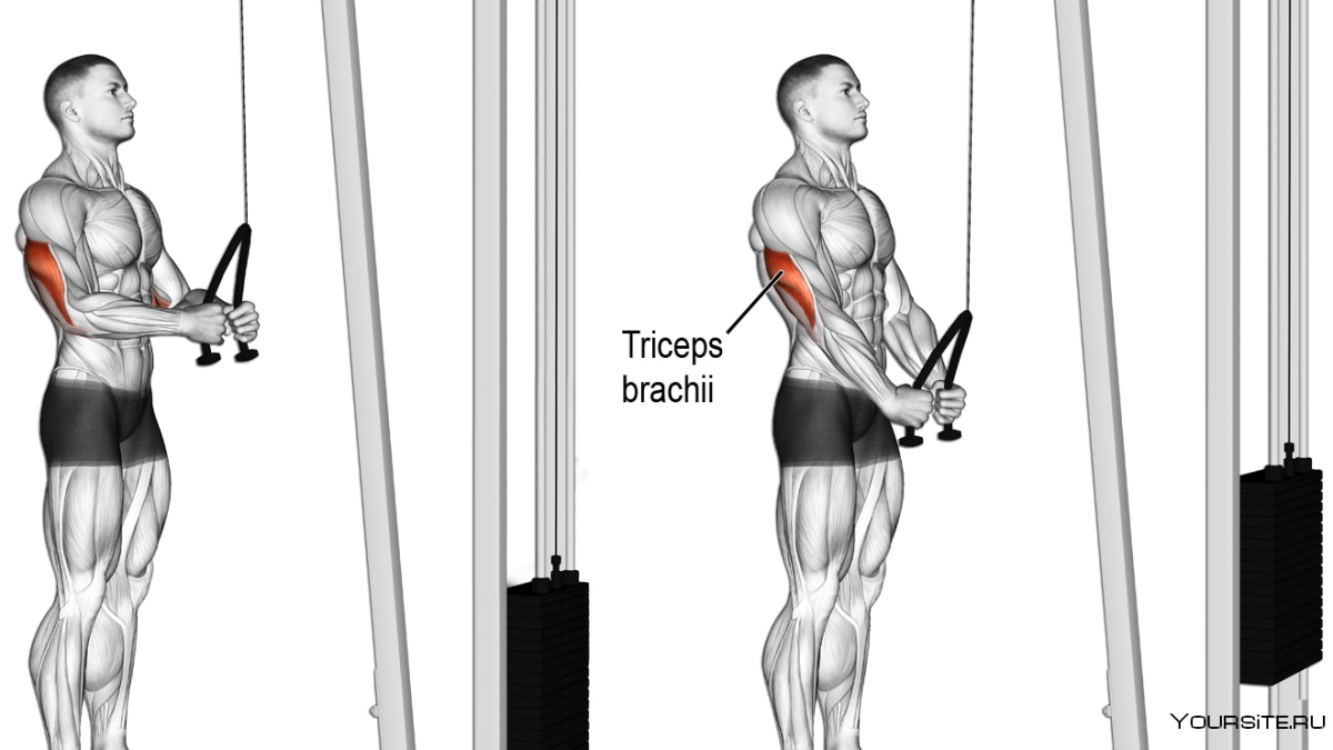 Разгибание на трицепс на Верхнем блоке