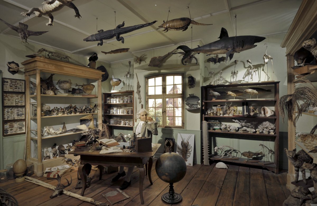 Wunderkammer кабинет редкостей