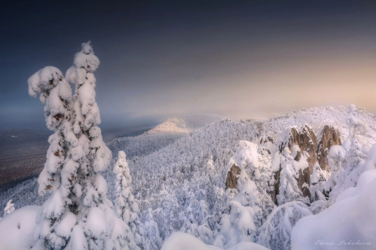 Красивые фото северных оленей в снегу
