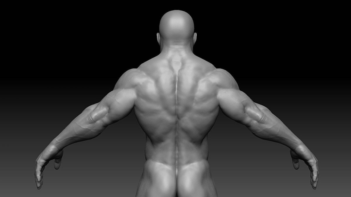 Мужская спина анатомия