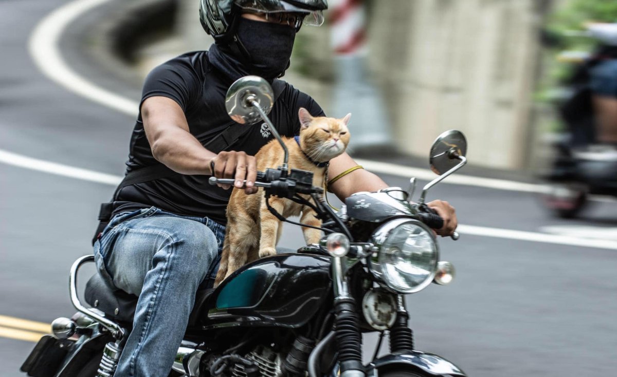 Кот мотоциклист