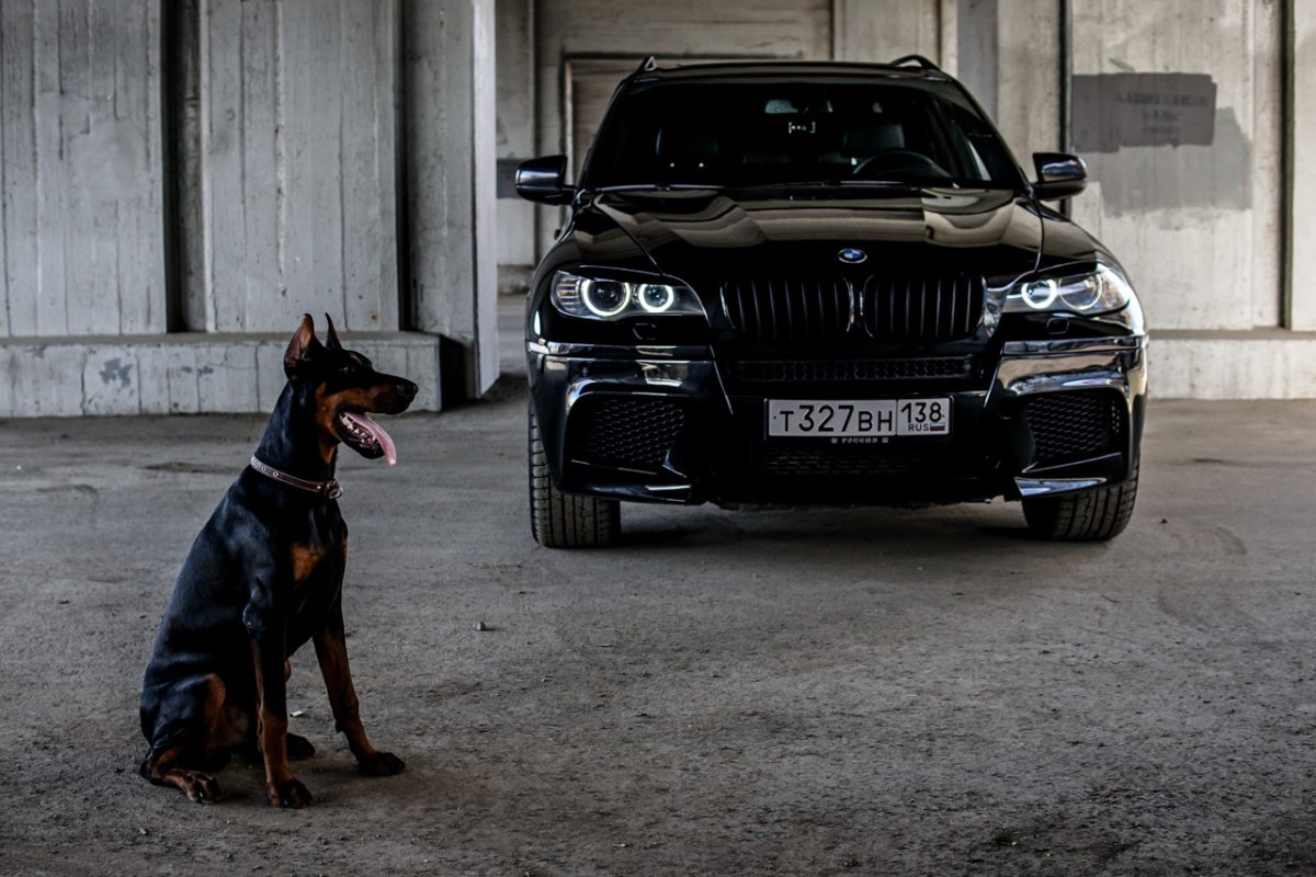 BMW x5m Pitbull