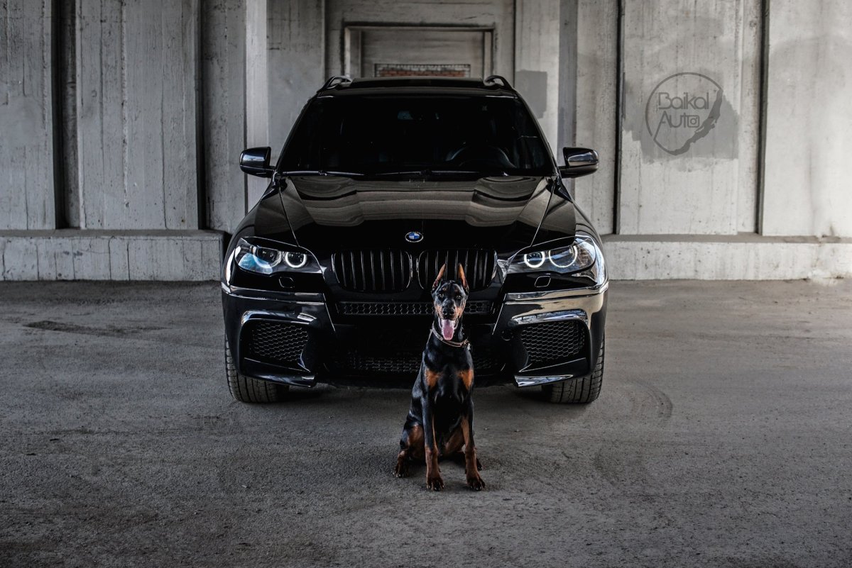 BMW x5 и Доберман