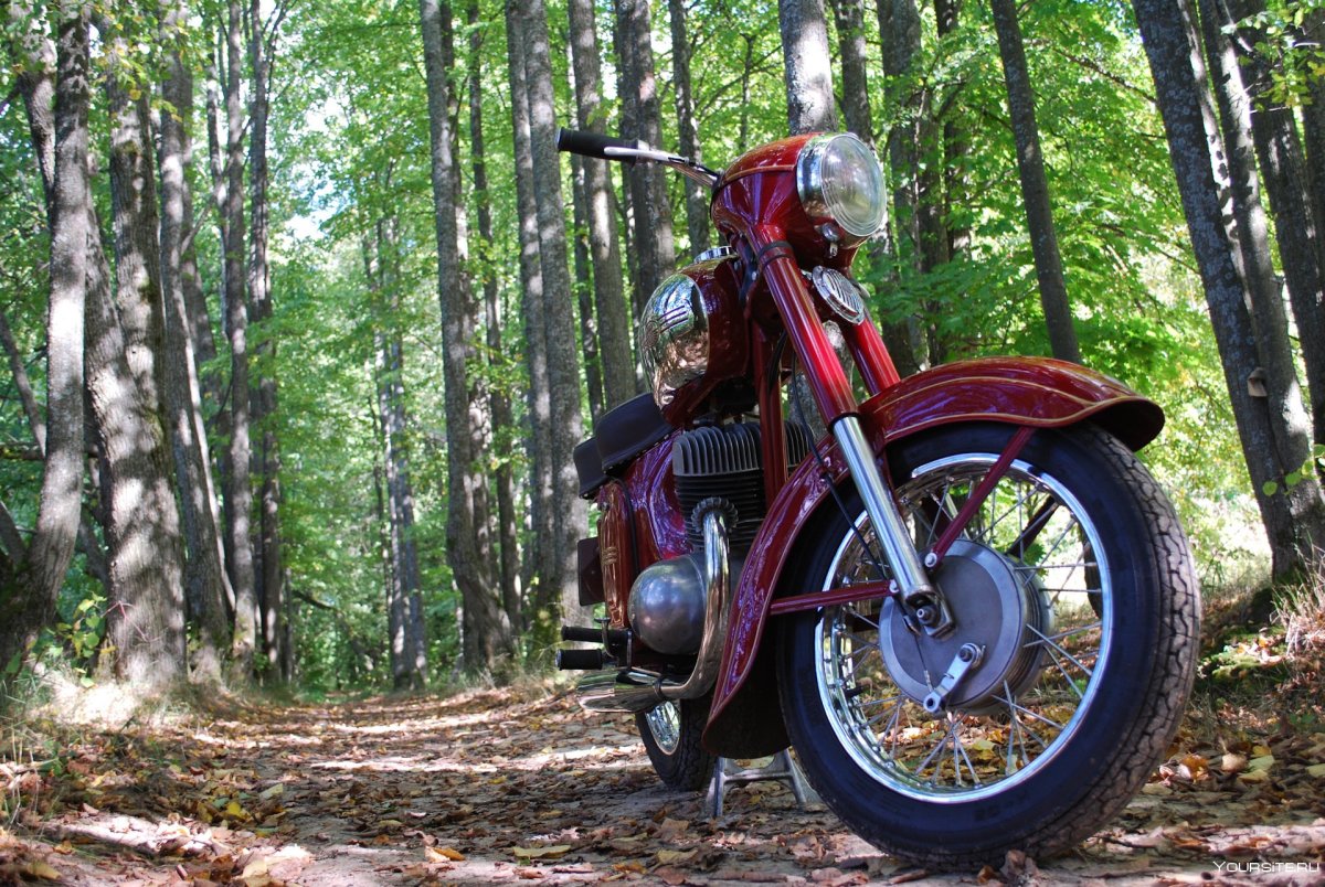 Мотоцикл Ява в лесу