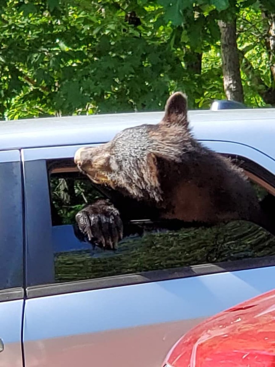 Медведь залазит в машину