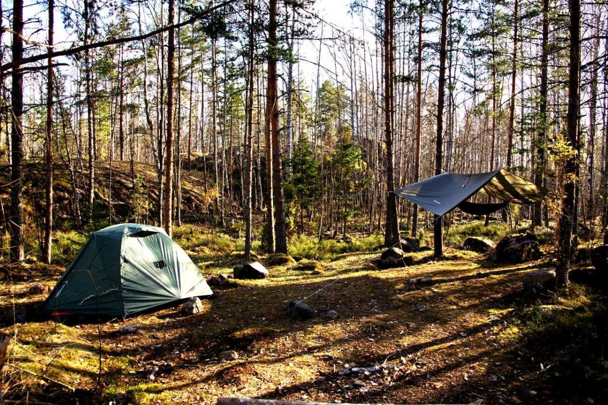 Место под палатку в лесу