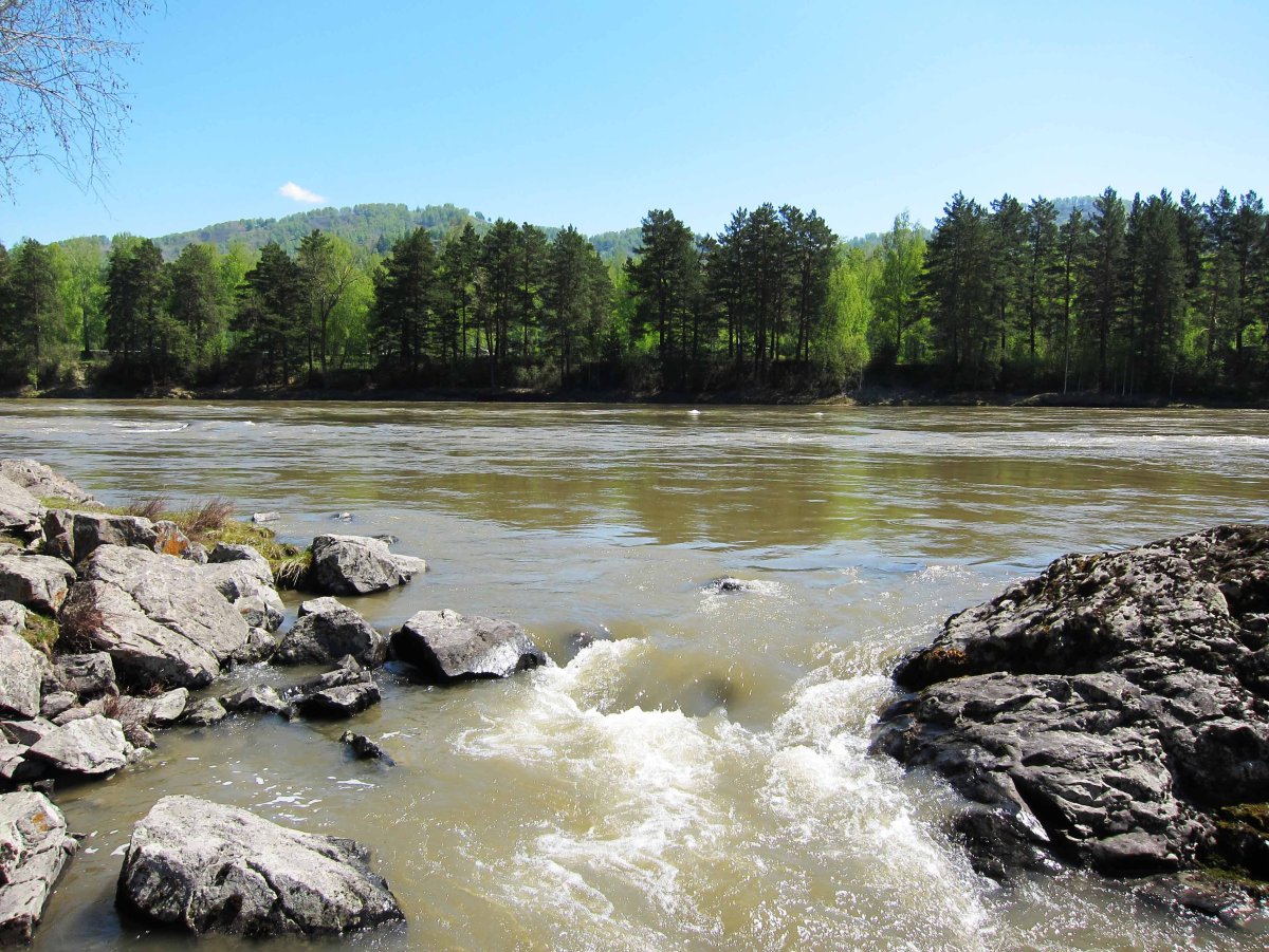 Вода в реке бия. Бия в мае. Порог Пыжинский на реке Бия Алтай. Бия в мае сплав. Сарыкокшинский порог на реке Бия Алтай.