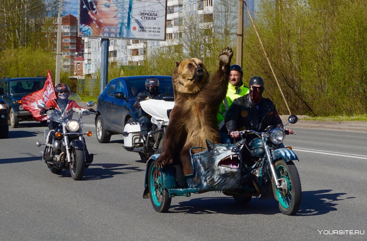 Медведь на мотоцикле в Архангельске