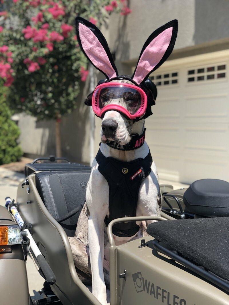 Собака в коляске мотоцикла