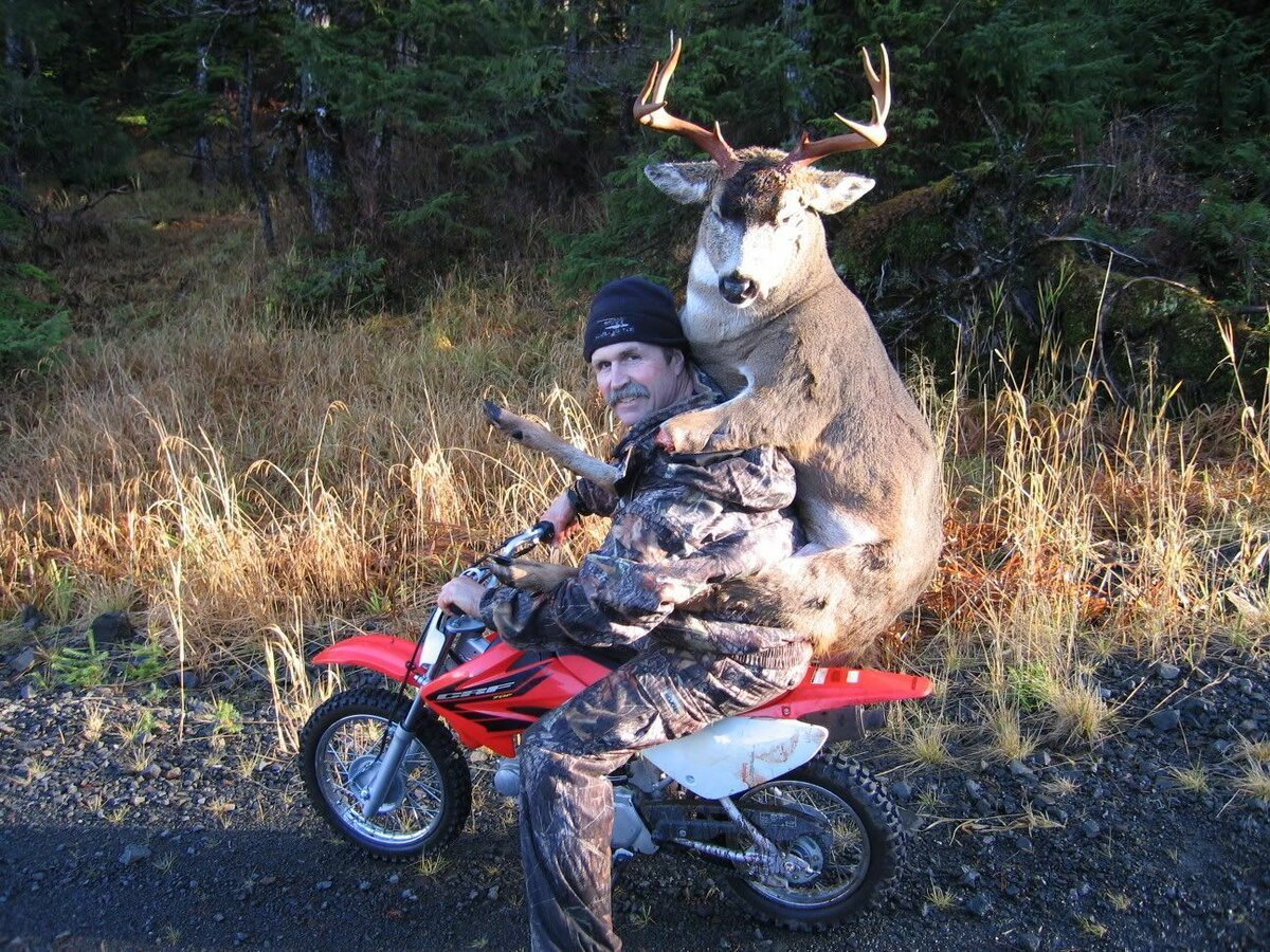 Олень на мотоцикле