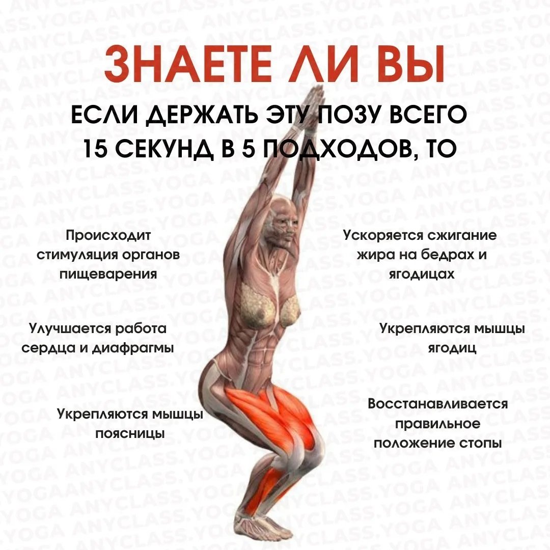 Анатомия фитнес курсы
