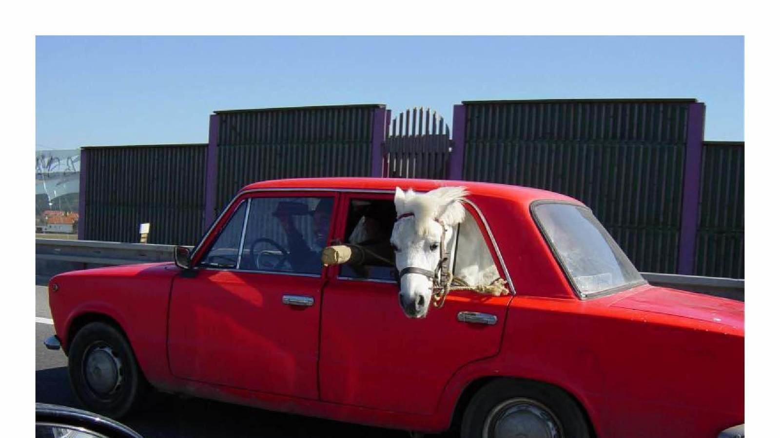 В лимузине новеньком еду как на лошади. Красная машина с лошадкой. Лошадь в жигулях. Красная машина с лошадью.